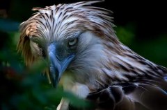 最凶猛的鹰十大排名，角雕极危物种（金雕体重）