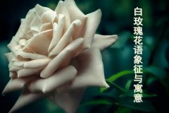 白玫瑰花语象征与寓意，纯洁和浪漫与你相配(适合求爱时送的花)