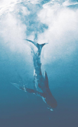鲸鱼坠落是什么意思？鲸鱼死后，它的尸体沉入海底