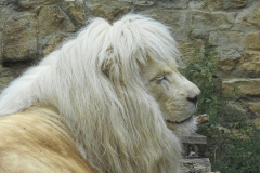 世界上最稀有的狮子，身上的毛的白色的